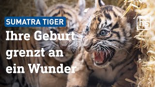 SumatraTigerBabys im Frankfurter Zoo Außergewöhnlich und wertvoll  hessenschau [upl. by Cicily]