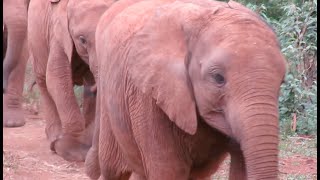 David Sheldrick Wildlife Trust [upl. by Anihtyc]