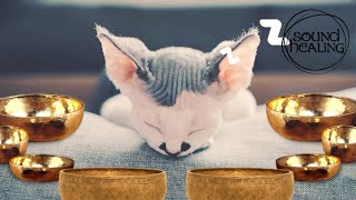 Healing Music for Cats  Cat Purring Frequency amp Tibetan Bowls [upl. by Irat]