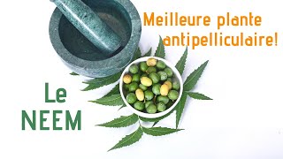 Le Neem meilleure plante antipelliculaire au monde [upl. by Ahsilat]