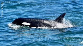 Orcas amp Harbor Porpoises  Puget Sound [upl. by Anile]