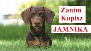 Zanim Kupisz JAMNIKA [upl. by Pearle]