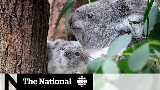 Inside a sanctuary saving koalas from Australias bushfires [upl. by Wanonah]