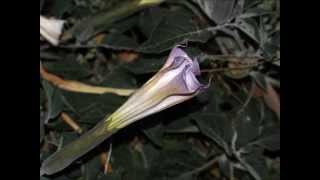 Datura Night Blooming [upl. by Aneleasor]