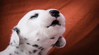 Puppies Barking  Cute Puppies Barking Compilation [upl. by Karim]