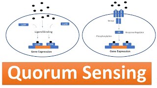 Quorum Sensing The Cell Signaling Pathway in Bacteria controlling various physiological activities [upl. by Vickie]