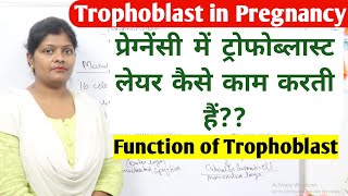 What is trophoblast in pregnancy  function of trophoblast  cytotrophoblast amp syncytiotrophoblast [upl. by Assirual327]