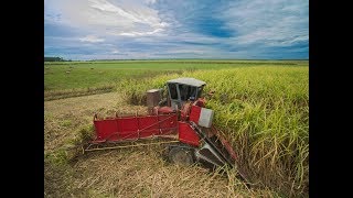 Cutting Sugarcane for 2017 Harvest in Louisiana HD [upl. by Kieffer257]