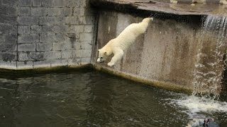 Eisbär Fiete springt im Zoo Rostock 12072015 [upl. by Papagena]