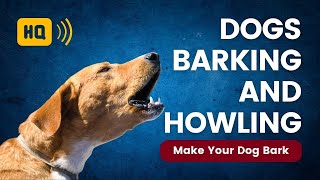 Dogs Barking and Howling 🐕 Sound Effects to Make Your Dog Bark [upl. by Yonina12]