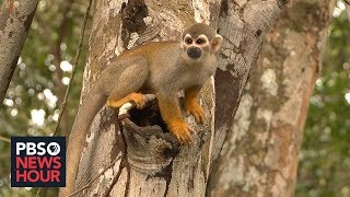 In Brazil fires and deforestation threaten Amazon species survival [upl. by Yl]