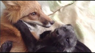 RAY THE FOX AND LITTLE PUPS [upl. by Carree]