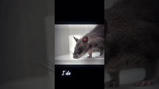 Rats ❤️ rat iloverats furry therian trend fy fypage foryoupage foryou [upl. by Any]