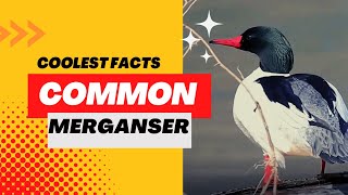 common merganser facts [upl. by Tracie]