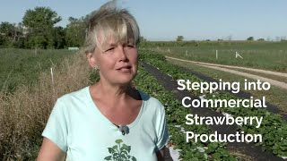 Strawberry Farming Stepping into Commercial Production [upl. by Nodmac]