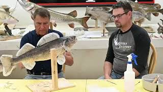 Learn Taxidermy Part 5 Mounting a Walleye from AZ [upl. by Inatsed]