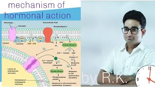 Mechanism of hormonal action  NCERT Based for NEET students [upl. by Branham]