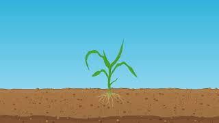 Application of Starter Fertilizer in Corn [upl. by Langham567]