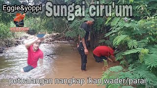 NANGKAP ikan Parai pakai tangan kosong [upl. by Adnwahsor]