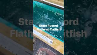 State Record Flathead Catfish [upl. by Oinafipe]