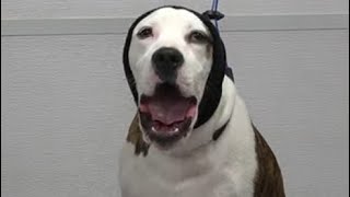 American Bulldog sings me his national anthem [upl. by Enyalb]