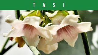 🔴TASI o DOCAPLANTAS COMESTIBLES CRUEL VINEFALSE CHOKOMOTH PLANT EDIBLE PLANTS🍐🌼 2024 [upl. by Cynth]