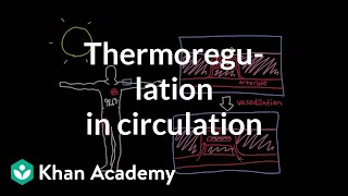 Thermoregulation in the circulatory system  Circulatory system physiology  NCLEXRN  Khan Academy [upl. by Curzon]