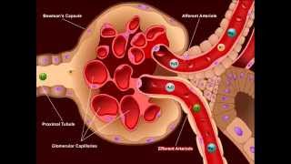 Renal Pance Review Part 1 of 3 [upl. by Avram579]