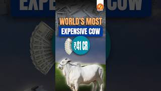 World’s Most Expensive Cow ₹41 Crores [upl. by Ulita]