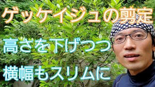 【月桂樹ゲッケイジュの剪定②】高さを下げて、横幅を抑える手入れ自然樹形版🍃🙌 [upl. by Leihcim]