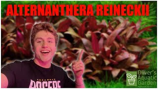 Alternanthera Reineckii Care Guide How to grow Alternanthera Reineckii easy red aquarium plant [upl. by Lennod321]