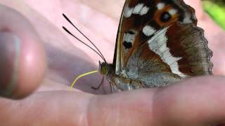 Amazing Purple Emperor footage at Great Bookham Common [upl. by Tierell776]