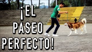 Aprende LENGUAJE CANINO 🎯 Muy FÁCIL con ejemplos [upl. by Annoj887]