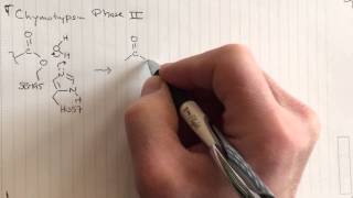 Chymotrypsin reaction mechanism Phase II [upl. by Ydnas437]