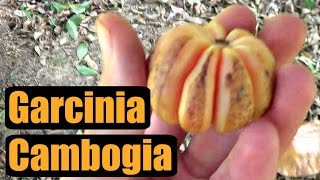 FRESH Garcinia Cambogia Review  Weird Fruit Explorer Ep 157 [upl. by Sapienza336]