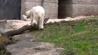 Erster Auftritt der EisbärBabys in Hellabrunn [upl. by Bayer170]