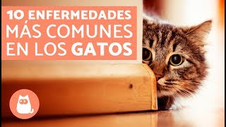 Las 10 enfermedades más comunes en los gatos [upl. by Burrows570]