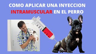 🖍 🖍 Como aplicar una INYECCION INTRAMUSCULAR en el perro 🖍🖍 [upl. by Dreda139]