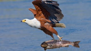 Eagle catching Fish for his babies [upl. by Chandler]