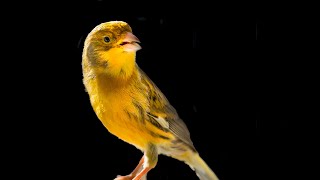 One of the kind CANARY SINGING [upl. by Rufe42]