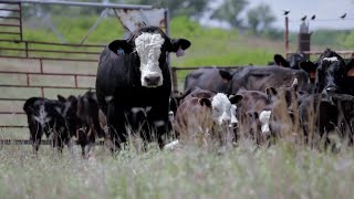 Stand Strong Roth Farm amp Ranch [upl. by Lorimer]