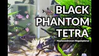 Black Phantom Tetra in community tank [upl. by Coveney]