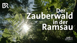 Der Zauberwald in der Ramsau  Wir in Bayern  BR [upl. by Ttemme]