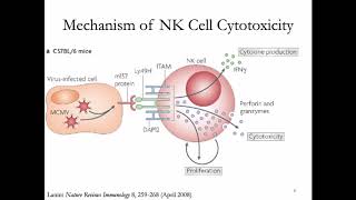 Immunology Lecture 27 NK Cells [upl. by Leamsi]