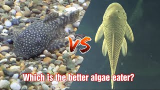 Which Pleco is Best for Algae Control [upl. by Mariken350]