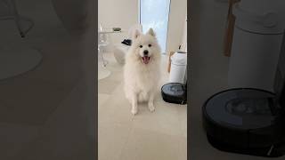 ご飯を待ちきれず、喋って催促するサモエド samoyed サモエド [upl. by Mildrid]