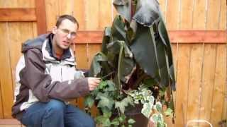 Banana  Ensete Ventricosum Maurelii Propagation Project [upl. by Eeryt]