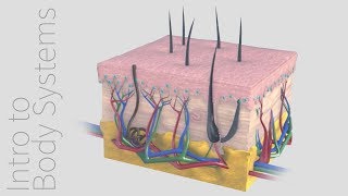 Introduction to the Integumentary System  Animated Tutorial  Complete Anatomy [upl. by Estelle]