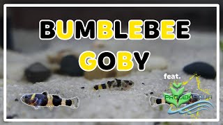 BUMBLEBEE GOBY CARE GUIDE FEAT PROJEK AQUA [upl. by Rutledge636]