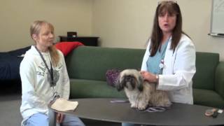 How to Position Your Pet to Administer Oral Medication [upl. by Savannah]